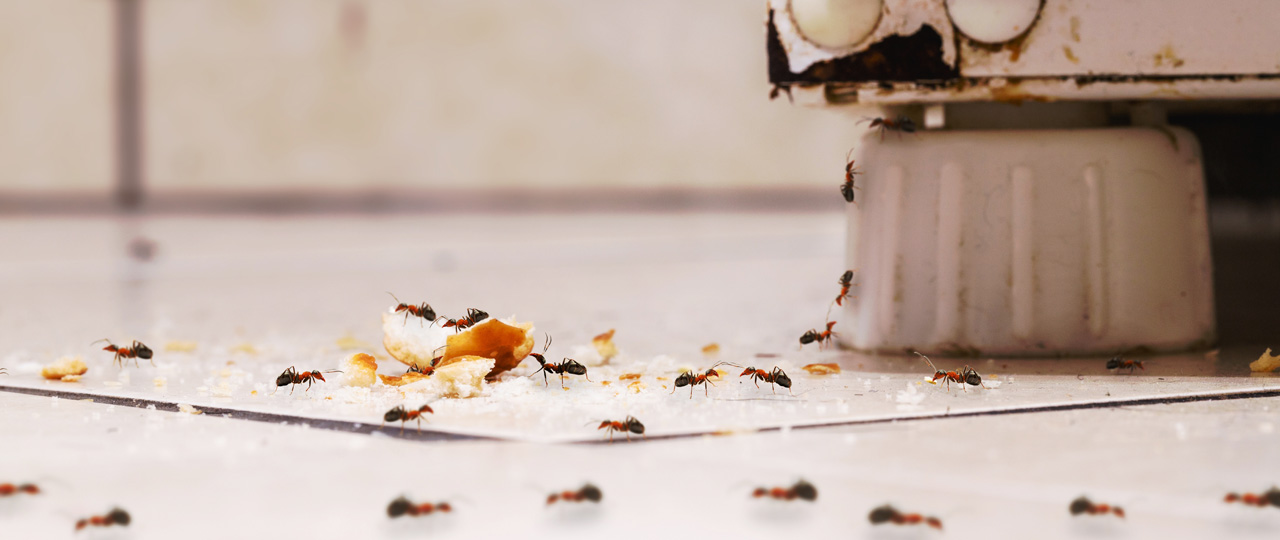 Pest Control Bexley
