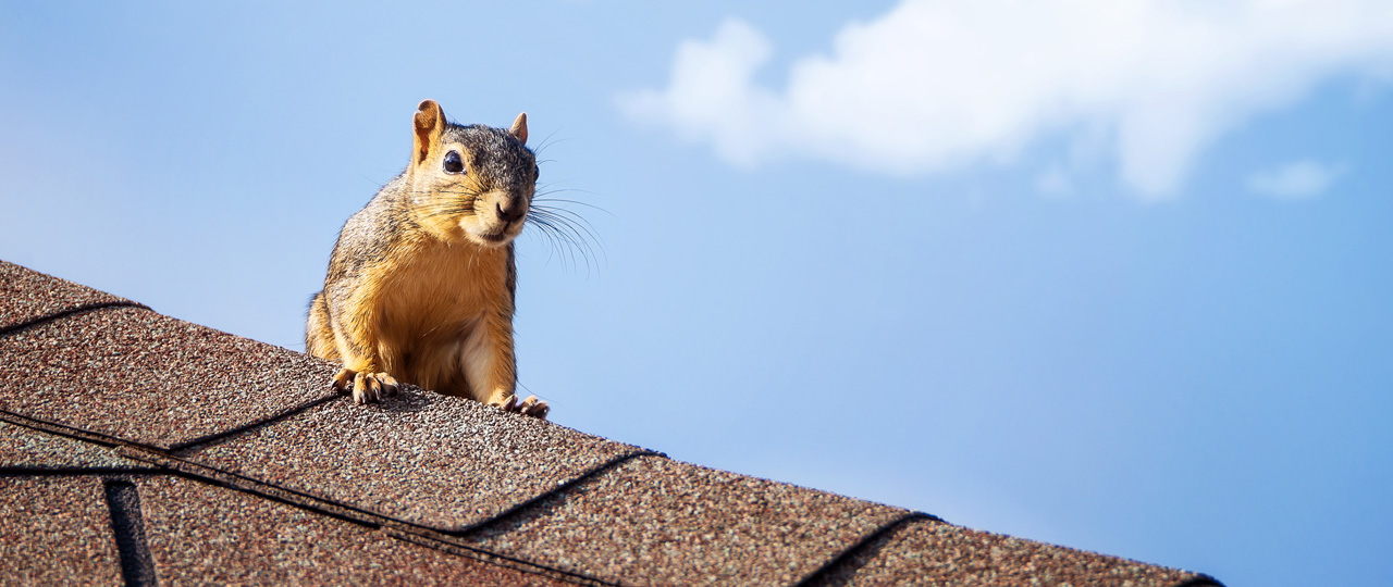 Pest Control Bexley