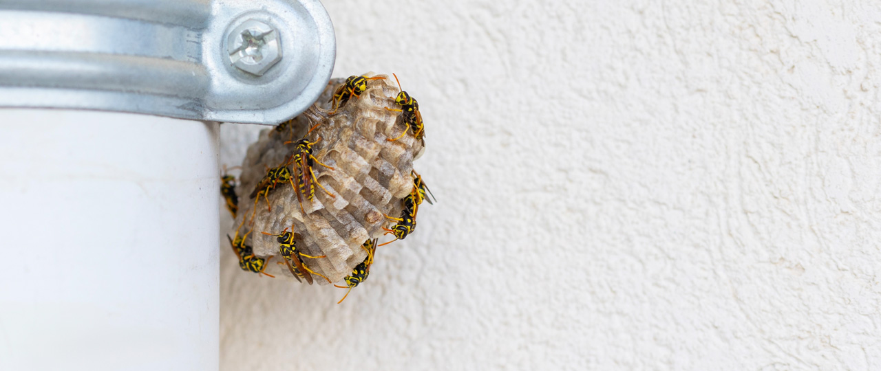 Pest Control Bexley