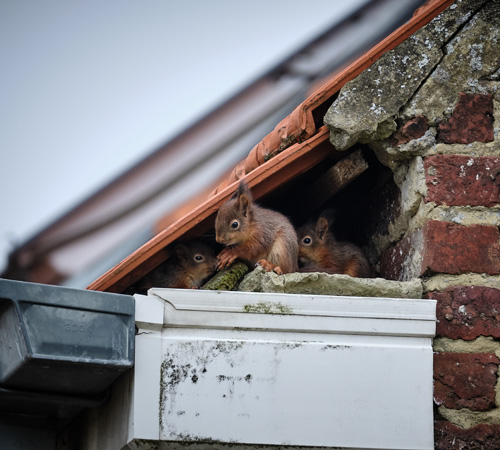 Pest Control Bexley