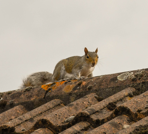 Pest Control Bexley