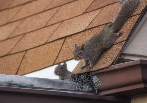 Pest Control Bexley