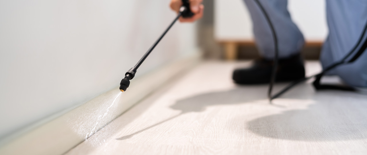 Pest Control Bexley