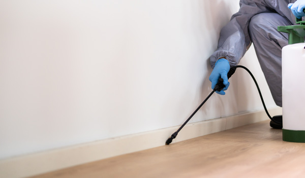 Pest Control Bexley
