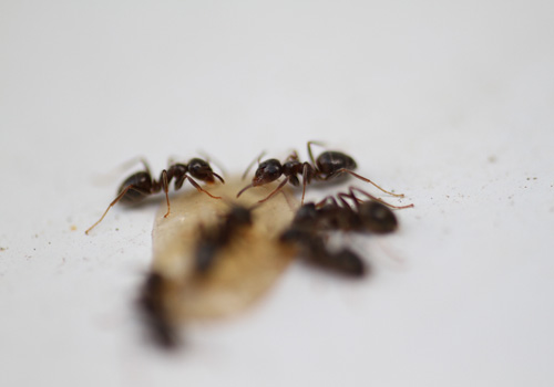Pest Control Bexley
