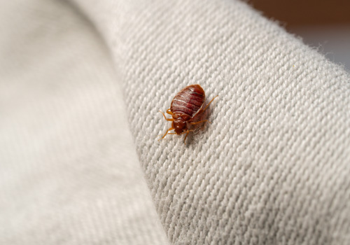 Pest Control Bexley
