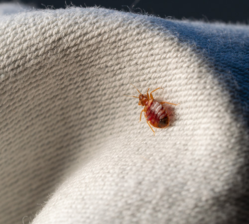 Pest Control Bexley
