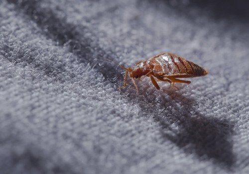Pest Control Bexley