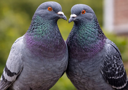 Pest Control Bexley