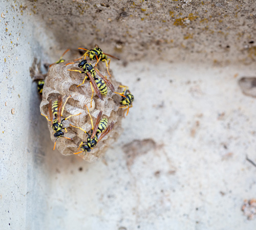 Pest Control Bexley