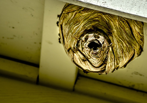 Pest Control Bexley