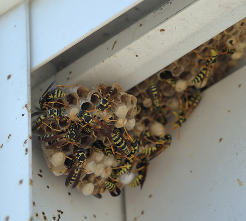 Pest Control Bexley