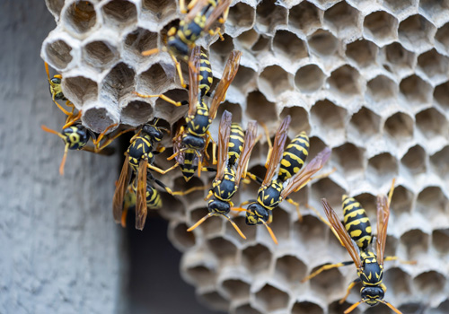 Pest Control Bexley